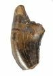 Partial Tyrannosaur Tooth - Montana #42906-1